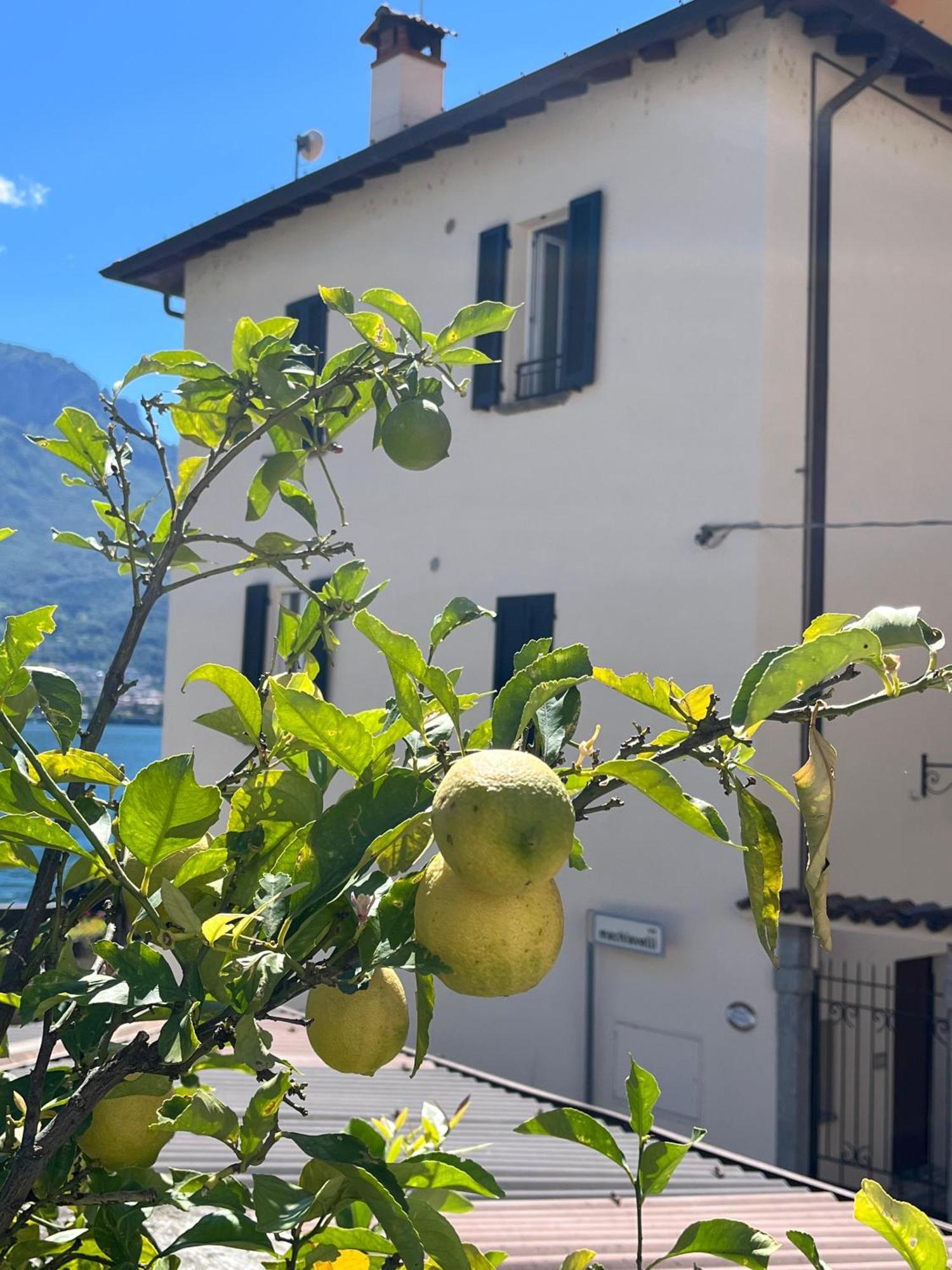 Domus Graziana - Lake Front Oliveto Lario Exterior photo